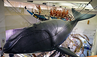 クジラと深く関わってきた太地町ならではの古式捕鯨に関する資料が多数展示されています。