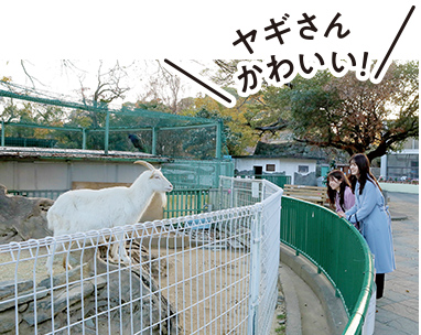 和歌山城公園動物園にいるヤギさん