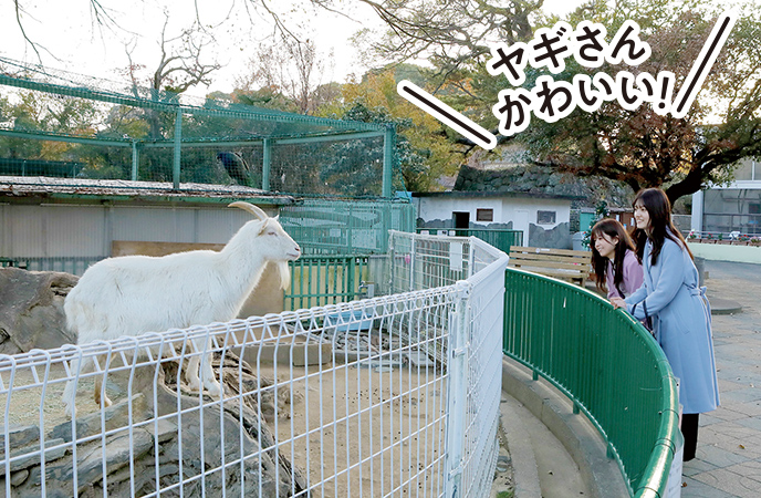 和歌山城公園動物園にいるヤギさん